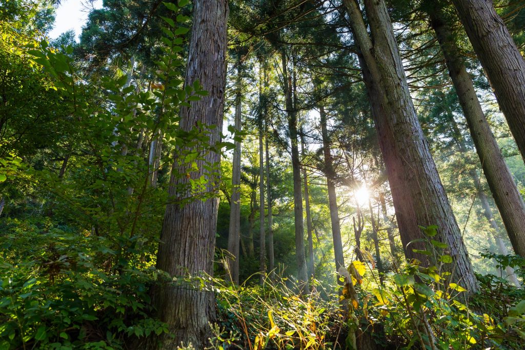 Green forest with sunlight